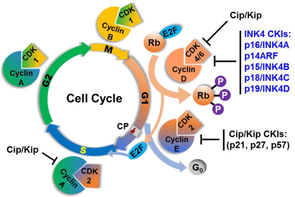Cyclins & Cyclin-Dependent Kinases (CDKs): Cyclin-Dependent Kinase Inhibitors (CKIs) are regulators of the cell cycle. Cell cycle phases, major regulatory proteins or protein complexes including cyclins, CDKs, INK4 and Cip/Kip inhibitors and their targets are shown. Checkpoint (CP) or major restriction point.