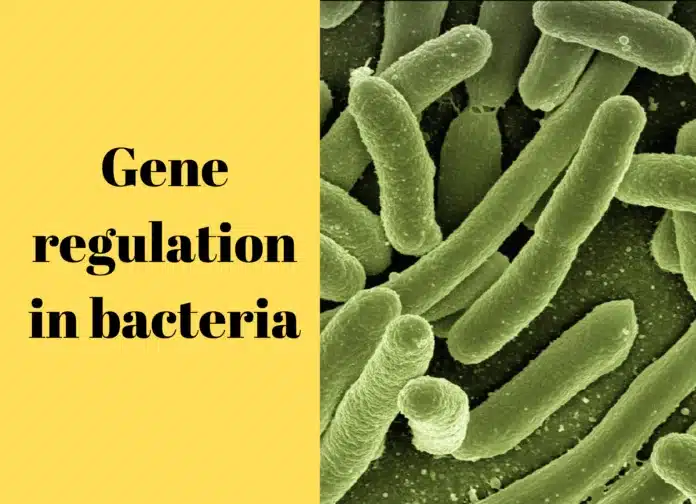 Gene regulation in bacteria