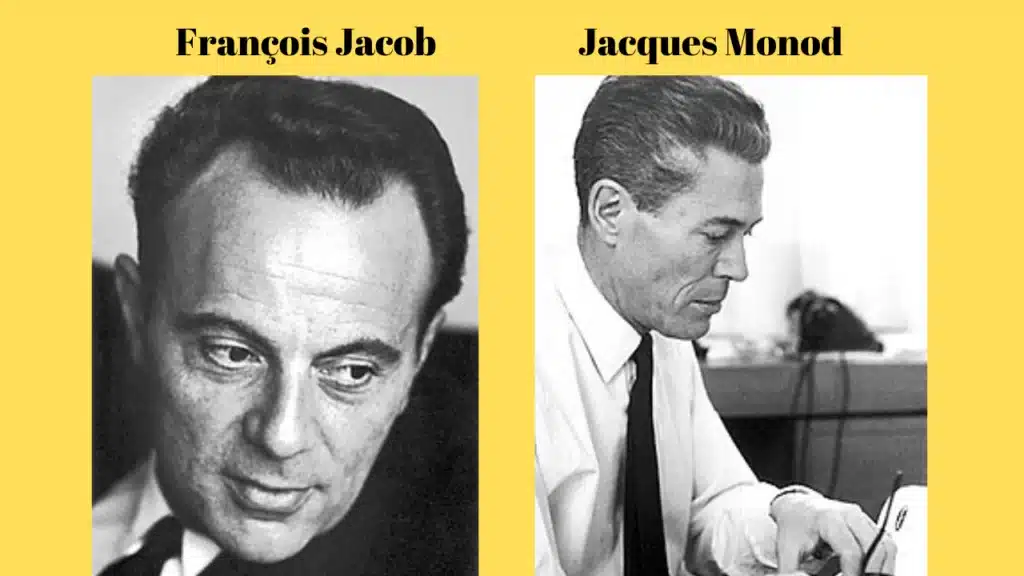 Jacques Monod and François Jacob