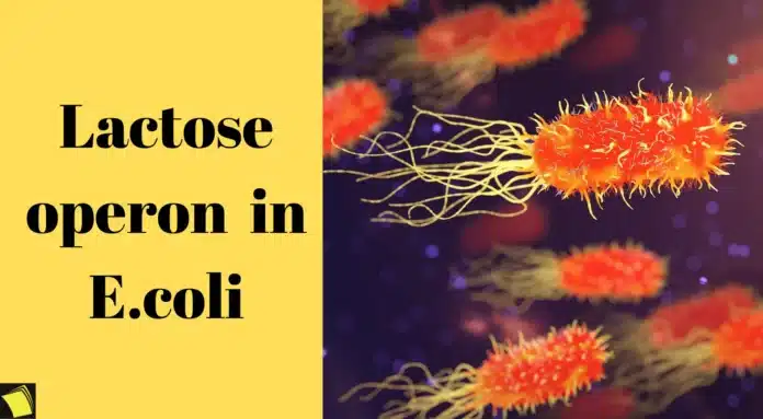 lactose operon in E.coli