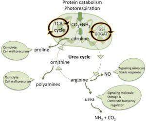Understanding the Urea Cycle: The Body's Waste Management System
