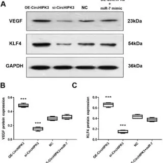 how to read a western blot