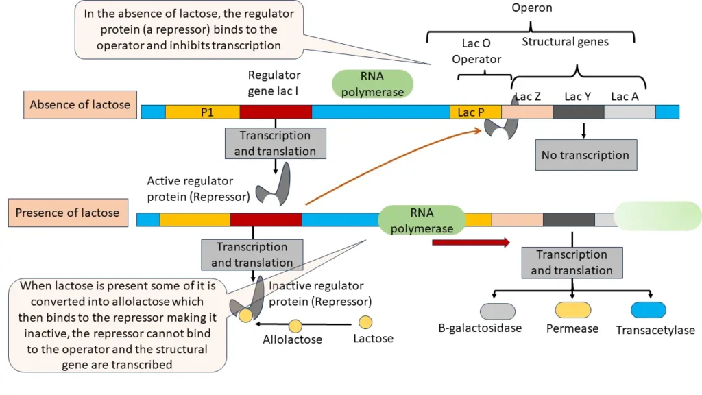 Lactose operon in E.coli