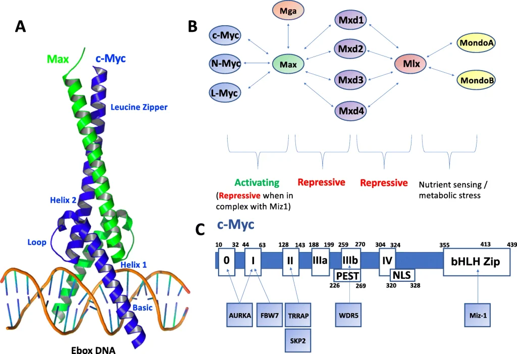 Diagram showing the structure and interaction network of c-Myc, including the c-Myc/Max dimer bound to E-box DNA, Myc/Max/Mxd interaction partners, and the functional domains and binding sites of the c-Myc protein.