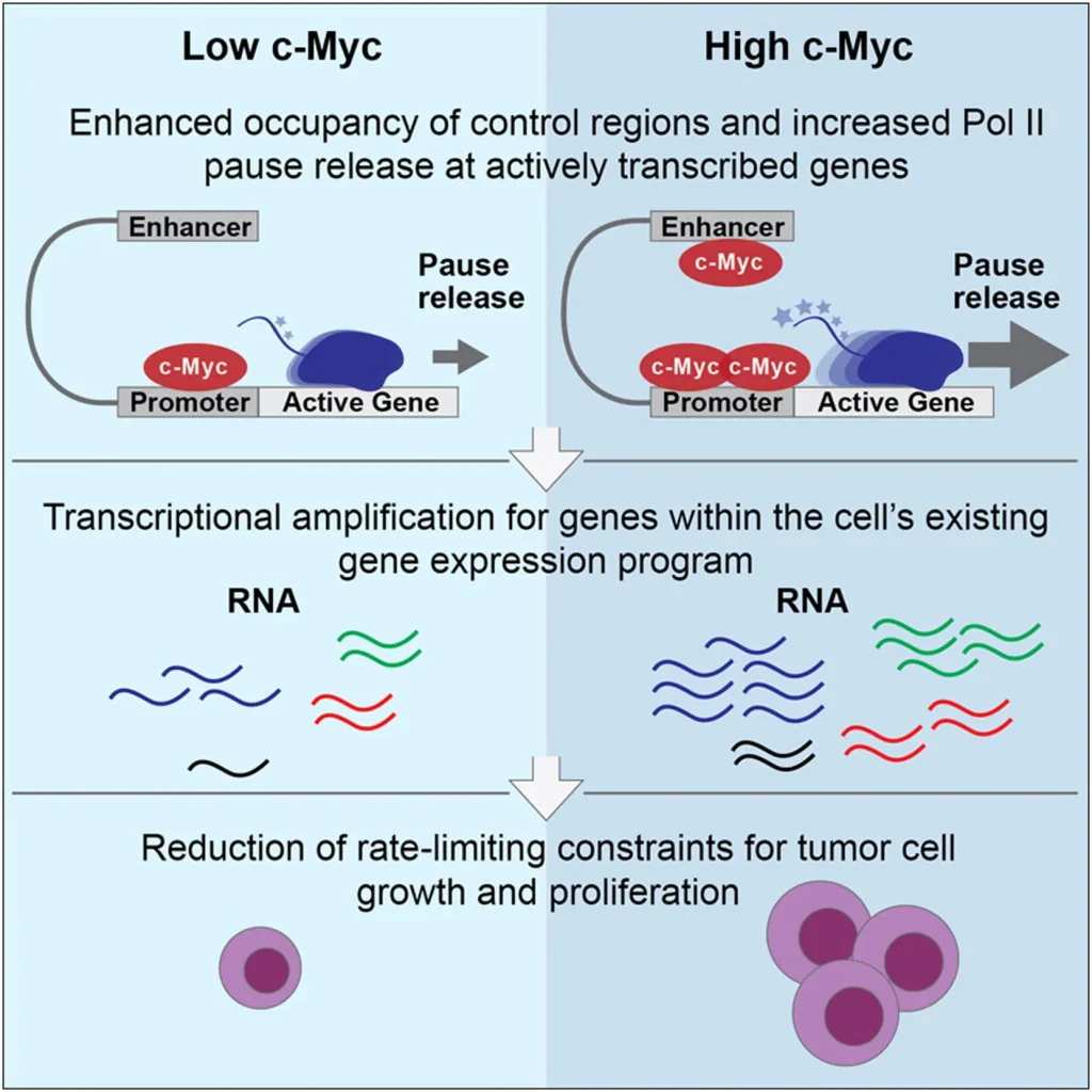 Diagram comparing low and high c-Myc levels, showing how increased c-Myc enhances transcriptional activity, increases RNA production, and promotes tumor cell growth and proliferation.