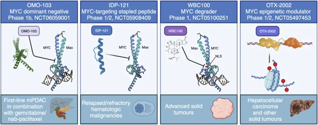 Diagram showing four investigational MYC-targeted therapies: OMO-103, IDP-121, WBC100, and OTX-2002, including their mechanisms, clinical trial phases, and cancer types being studied.