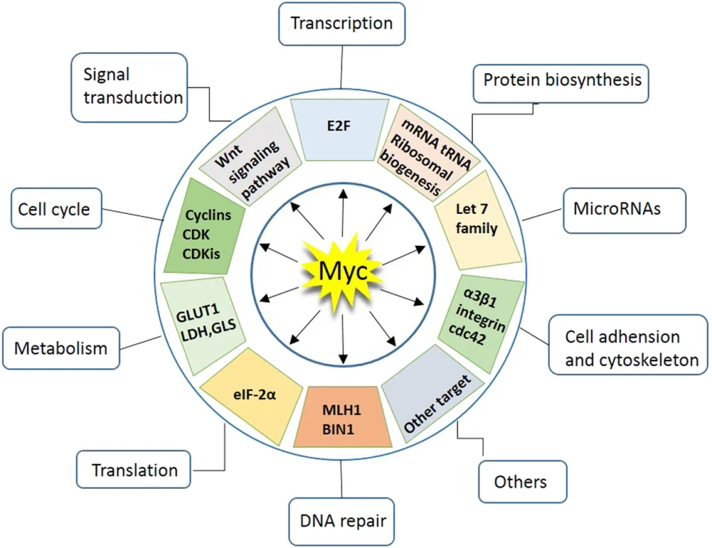 Diagram illustrating the cellular functions regulated by Myc, including cell-cycle progression, metabolism, transcription, translation, protein biosynthesis, DNA repair, cell adhesion, cytoskeletal organization, microRNA regulation, and signal transduction.