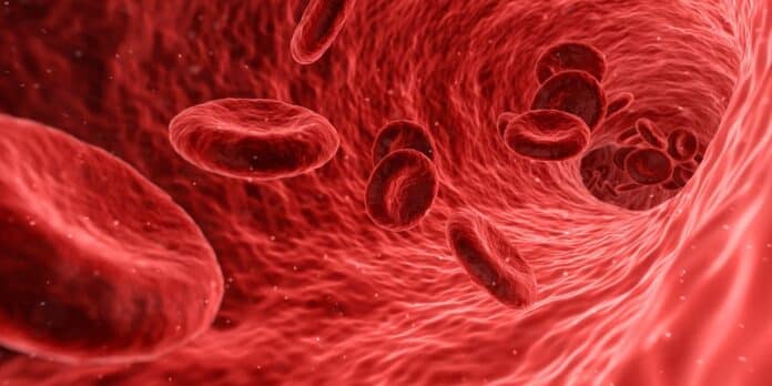 endothelial cells markers