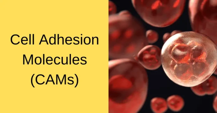 Cam Cell Adhesion