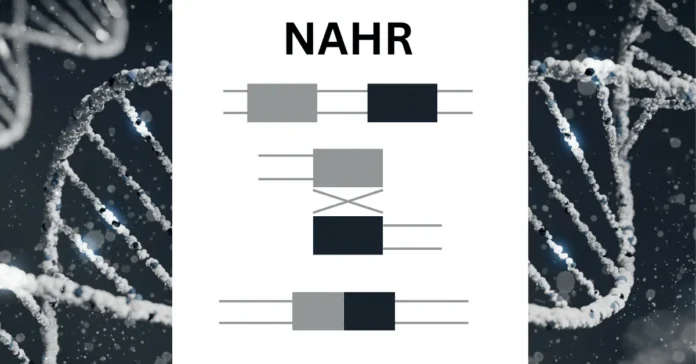 non allelic homologous recombination