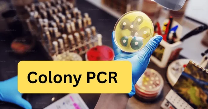 Colony PCR: A Reliable Technique for Amplifying Genetic Sequences