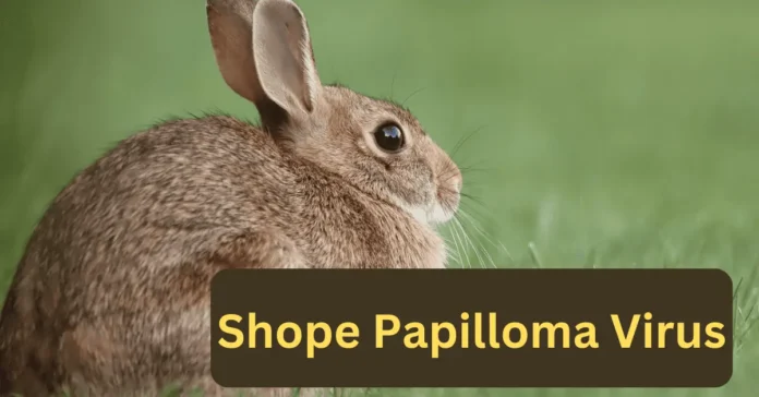 Shope Papilloma Virusin rabbits