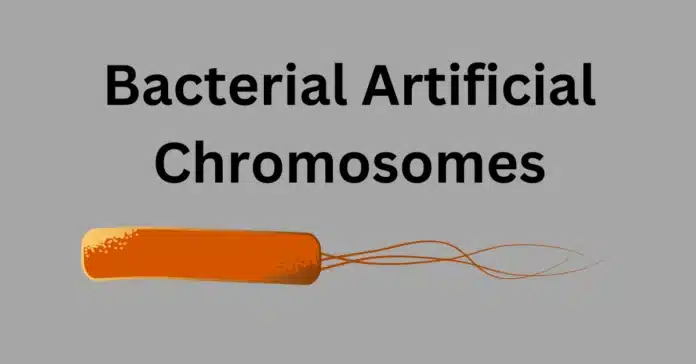 Bacterial artificial chromosomes