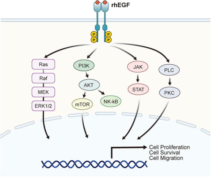 Epidermal Growth Factor