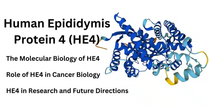 Human Epididymis Protein 4 (HE4) Molecular Structure and Its Role in Cancer Diagnosis and Treatment