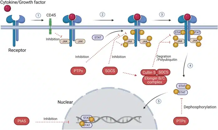 JAK/STAT Pathway