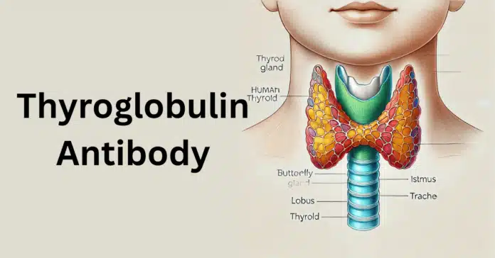 Thyroglobulin Antibody