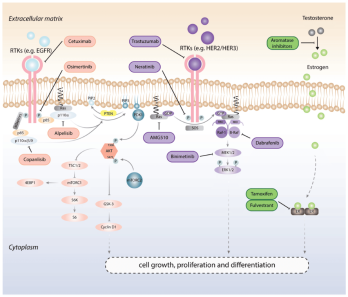 overview of cell signaling pathways in cancer