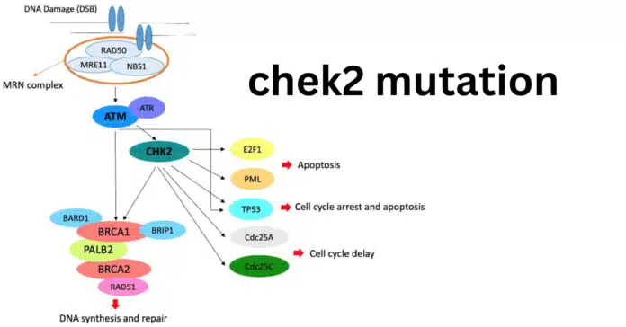 chek2 mutation