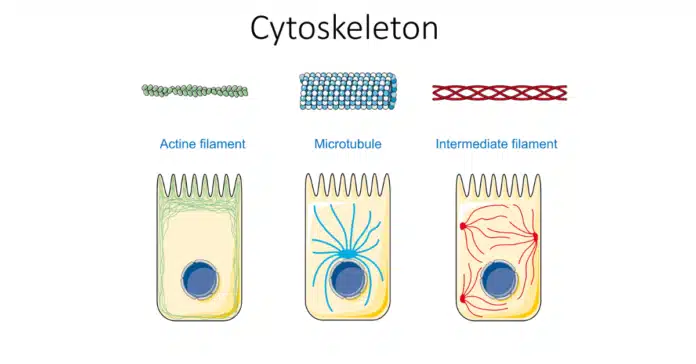 intermediate filaments vs actin filaments and microtubules