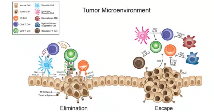 tumor microenvironment