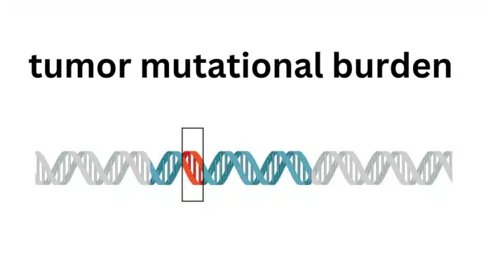 tumor mutational burden