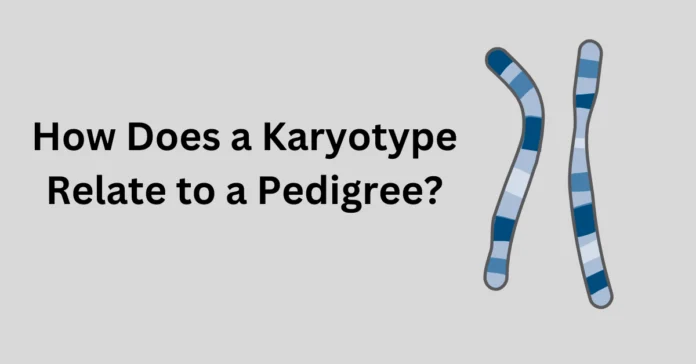 How Does a Karyotype Relate to a Pedigree