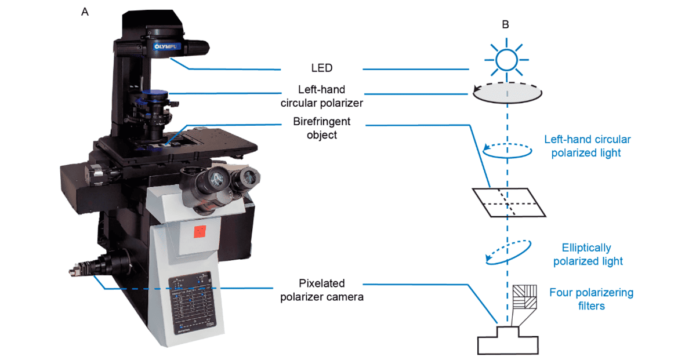 Polarized Light Microscopy