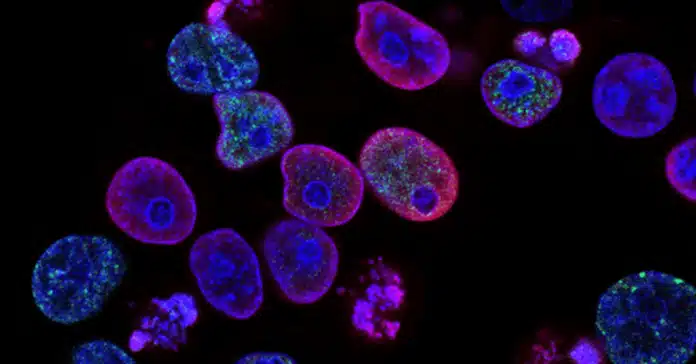 cancer reversal