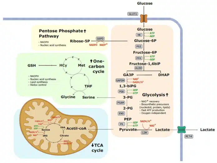 warburg effect in cancer cells