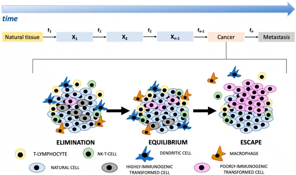 cancer immunoediting: Elimination, equilibrium, and escape represent three states that function either independently or in sequence in which a different relation between transformed cells and the immune system is established