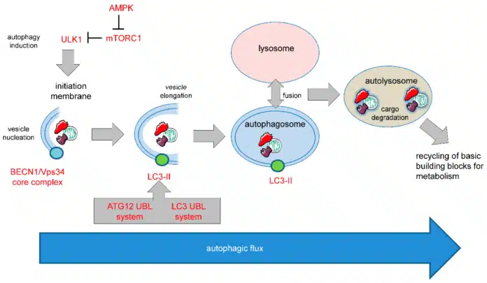 Autophagy in Cancer Cells