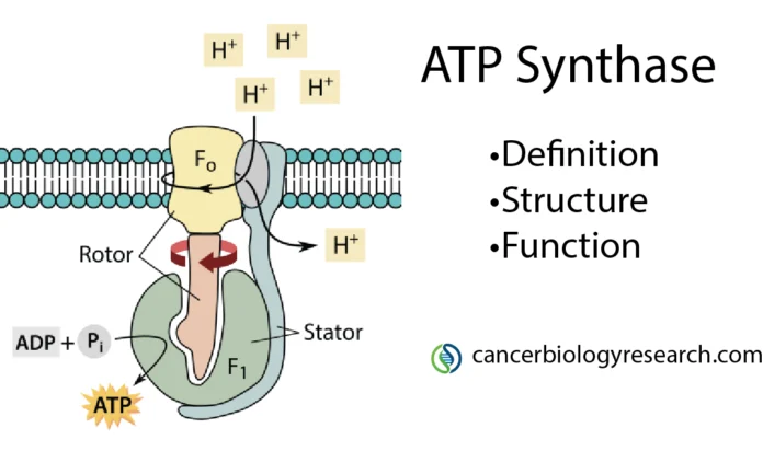 atp synthase
