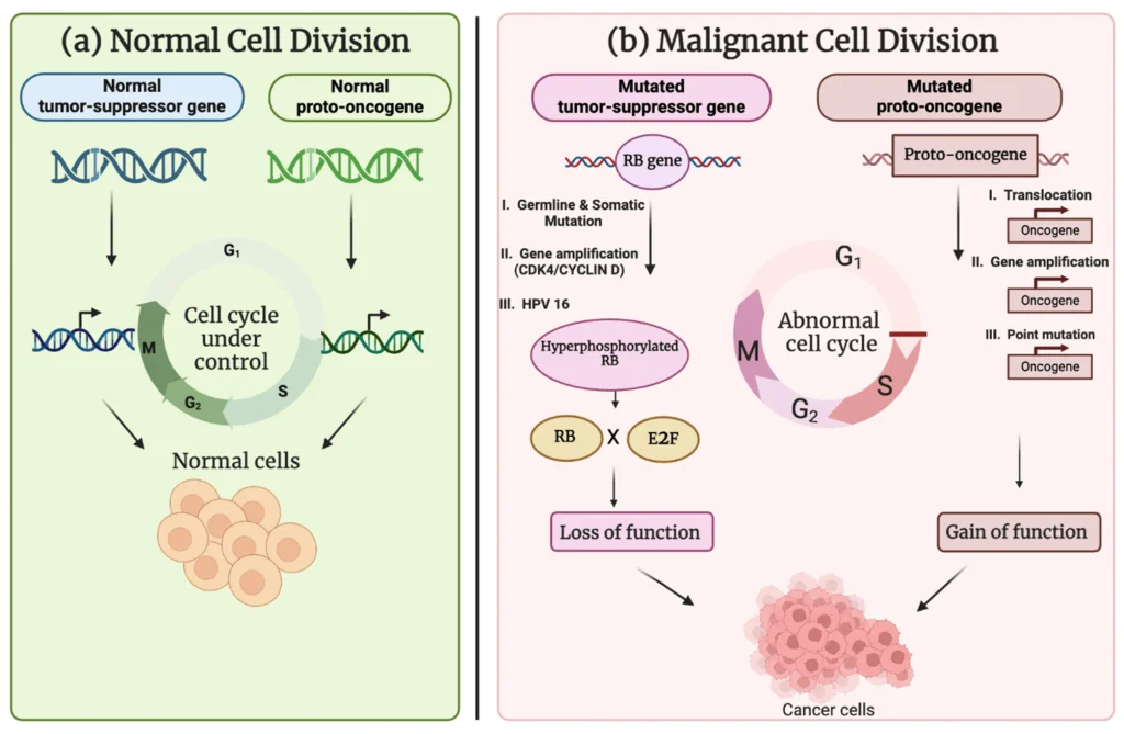 Diagram comparing normal and malignant cell division, showing how normal tumor-suppressor genes and proto-oncogenes regulate the cell cycle, while mutations cause loss of tumor-suppressor function or gain of oncogene function, leading to abnormal cell division and cancer cells.