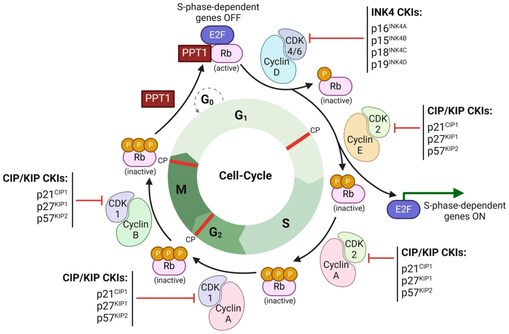 Diagram illustrating cell-cycle regulation by the tumor suppressor protein Rb and cyclin-dependent kinase inhibitors (CKIs). Cyclin–CDK complexes phosphorylate Rb, causing it to become inactive and release E2F, which activates S-phase-dependent genes. INK4 and CIP/KIP CKIs inhibit CDK activity at different stages of the G1, S, G2, and M phases to control cell-cycle progression.