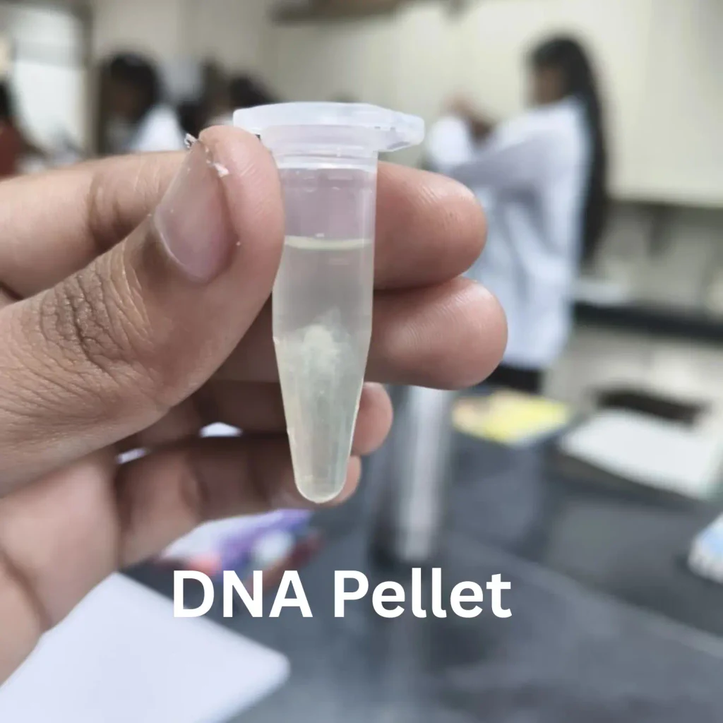 Close-up of a microcentrifuge tube containing a visible white DNA pellet at the bottom, held by a gloved? hand in a laboratory setting