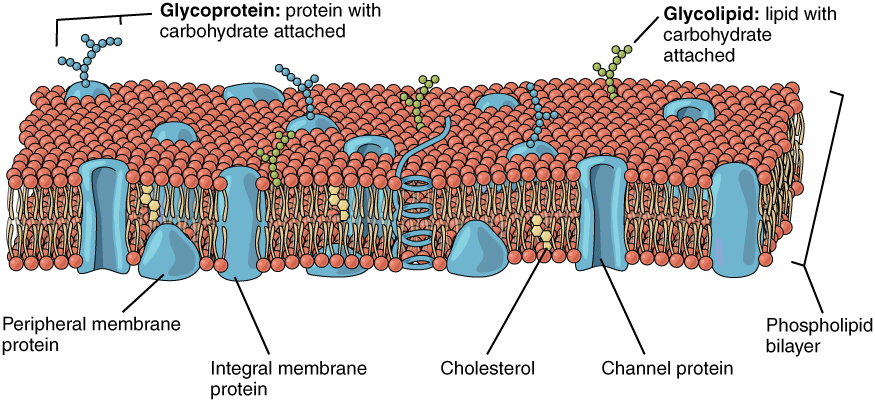 fluid mosaic model