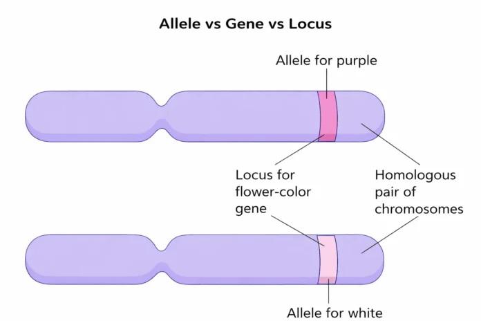 Genes vs Alleles vs Loci