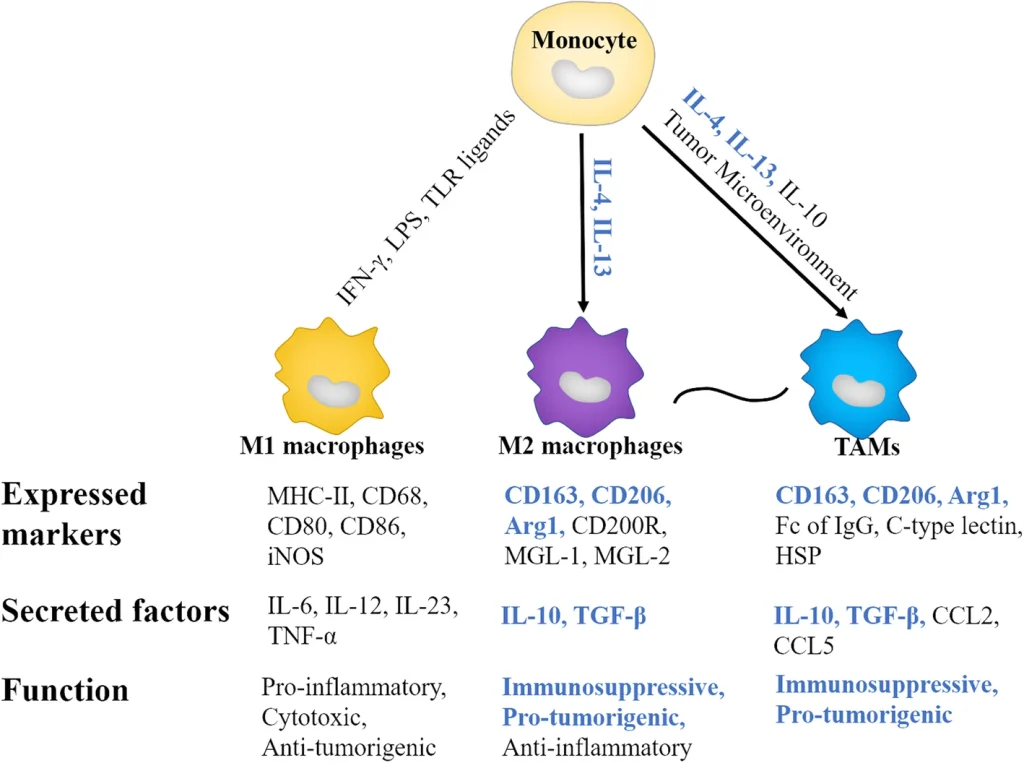 Diagram showing macrophage polarization from monocytes into M1 macrophages, M2 macrophages, and tumor-associated macrophages (TAMs). M1 macrophages are associated with pro-inflammatory and antitumor functions, while M2 macrophages and TAMs express markers such as CD163, CD206, and Arg1 and produce immunosuppressive factors including IL-10 and TGF-β.