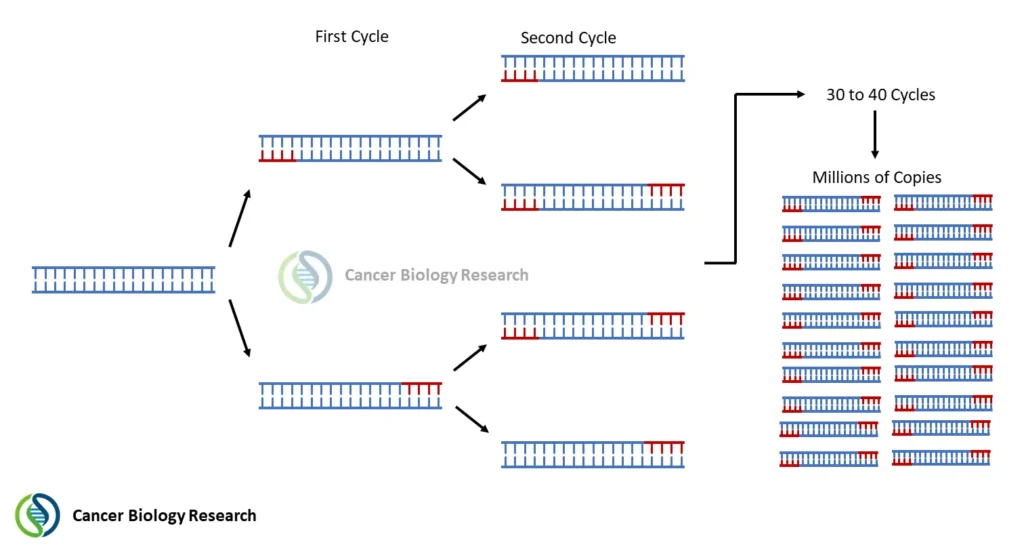 PCR amplification diagram showing a DNA template undergoing successive cycles of amplification. The first cycle produces two DNA molecules, the second cycle produces four, and 30–40 cycles generate millions of copies of the target DNA. Primers are shown in red and DNA strands in blue.