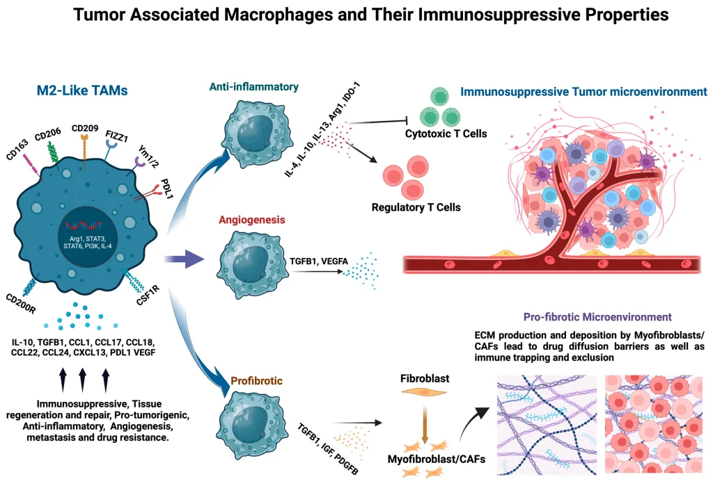 Diagram illustrating tumor-associated macrophages (TAMs) and their pro-tumoral, immunosuppressive functions. M2-like TAMs promote anti-inflammatory signaling, angiogenesis, and fibrosis through cytokines and growth factors, contributing to T-cell suppression, tumor progression, extracellular matrix deposition, immune exclusion, metastasis, and drug resistance.