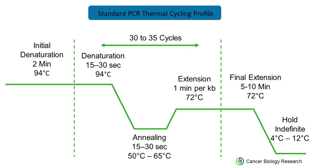Standard PCR thermal cycling profile showing initial denaturation at 94°C for 2 minutes, followed by 30–35 cycles of denaturation at 94°C for 15–30 seconds, annealing at 50–65°C for 15–30 seconds, and extension at 72°C for 1 minute per kb. The diagram also shows a final extension at 72°C for 5–10 minutes and an indefinite hold at 4–12°C.