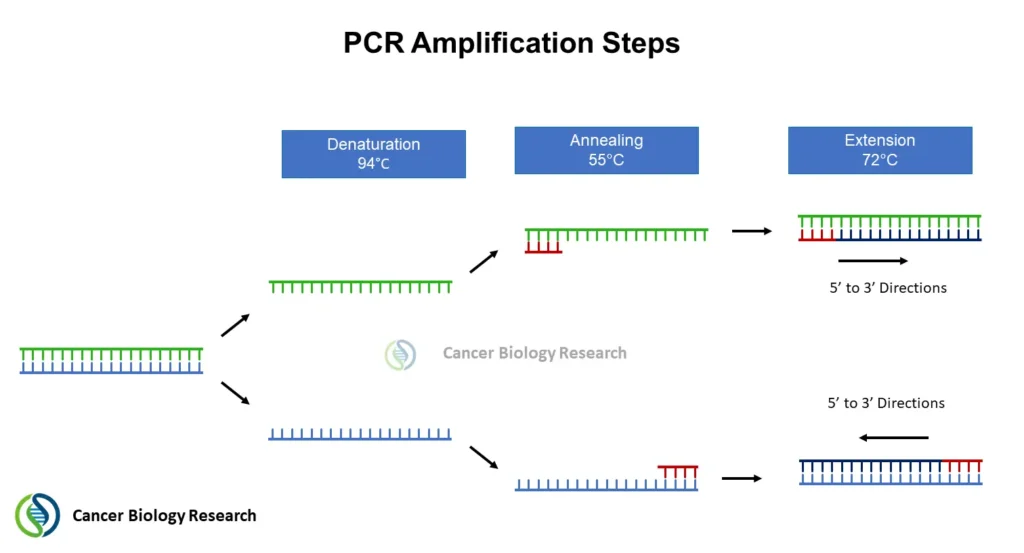 An educational diagram titled "PCR Amplification Steps" illustrating the three-step cycle of the Polymerase Chain Reaction (PCR) process.Denaturation (\(94^{\circ }\text{C}\)): A double-stranded DNA molecule splits apart into two separate single strands, color-coded green and blue.Annealing (\(55^{\circ }\text{C}\)): Short, red primer sequences bind to the complementary ends of both the green and blue single strands.Extension (\(72^{\circ }\text{C}\)): DNA polymerase builds new complementary strands starting from the primers, moving along both templates in the 5' to 3' direction to create two identical double-stranded DNA molecules.