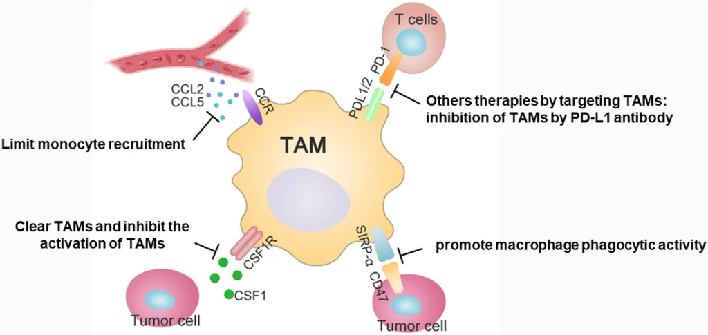 Diagram illustrating therapeutic strategies for targeting tumor-associated macrophages (TAMs) in cancer. The approaches include limiting monocyte recruitment through CCL2/CCL5 inhibition, reducing TAM survival or activation by targeting CSF1/CSF1R, enhancing macrophage phagocytosis by targeting the SIRPα–CD47 pathway, and inhibiting TAM-mediated immune suppression through PD-L1/PD-1 targeting.