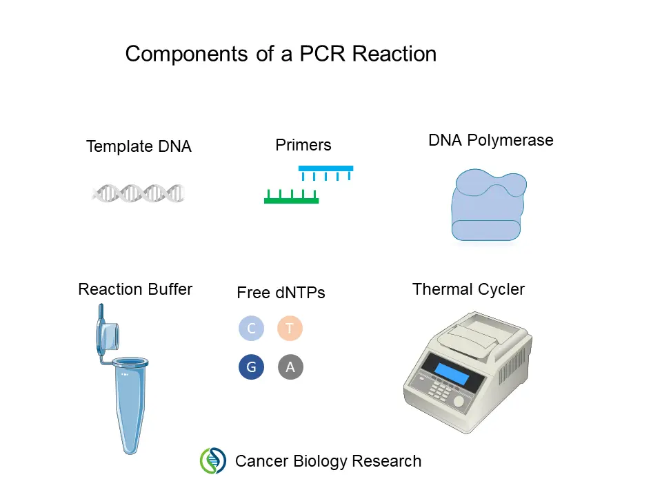 Infographic titled “Components of a PCR Reaction” showing six essential PCR components: template DNA, primers, DNA polymerase, reaction buffer, free dNTPs, and a thermal cycler. Each component is represented by a simple scientific illustration, with the Cancer Biology Research logo at the bottom.