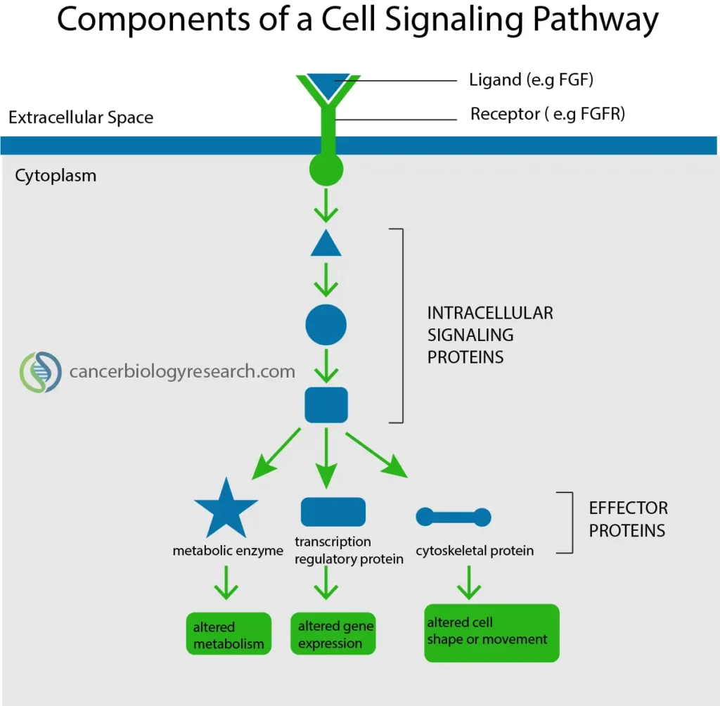 Diagram illustrating the components of a cell signaling pathway. A ligand (e.g., FGF) binds to a membrane receptor (e.g., FGFR) at the cell surface. The signal is transmitted through intracellular signaling proteins in the cytoplasm, leading to activation of effector proteins such as metabolic enzymes, transcription regulatory proteins, and cytoskeletal proteins. These effectors result in altered metabolism, altered gene expression, or changes in cell shape or movement.
