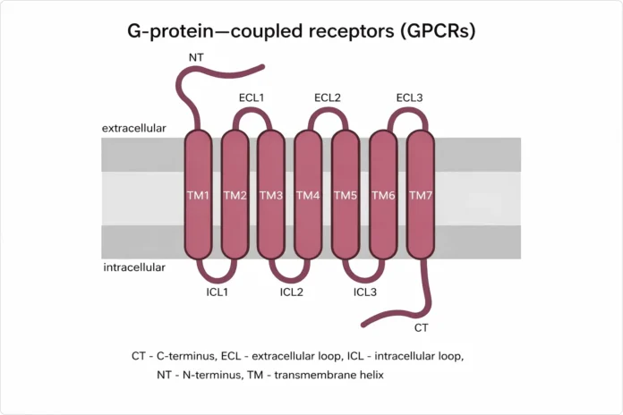 Diagram of G-Protein–Coupled Receptors (GPCRs) showing seven transmembrane helices (TM1–TM7), extracellular and intracellular loops, N-terminus, and C-terminus across the plasma membrane in cell signaling.