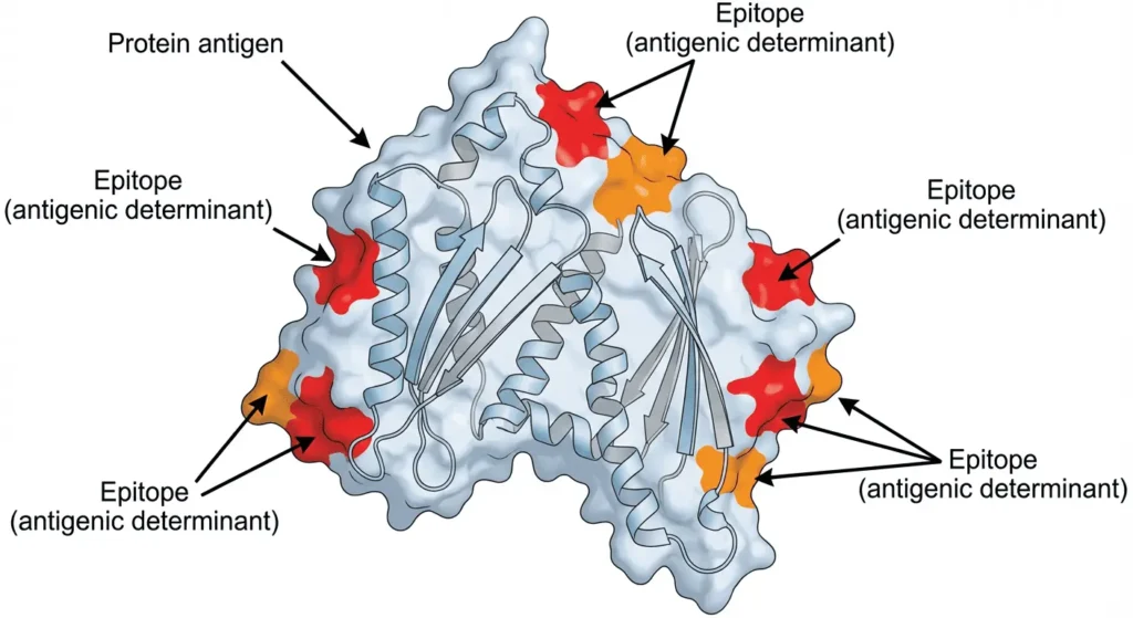 Protein antigen and epitopes: A protein antigen is shown with multiple surface-exposed epitopes (antigenic determinants) highlighted. Epitopes represent the specific molecular regions recognized by antibodies or immune receptors, illustrating that immune recognition occurs at discrete sites rather than across the entire protein.