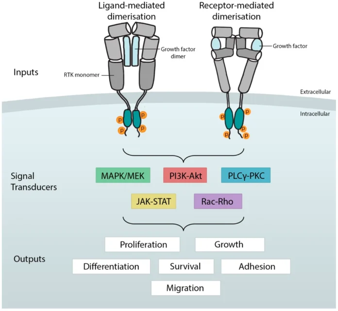 Receptor Tyrosine Kinases
