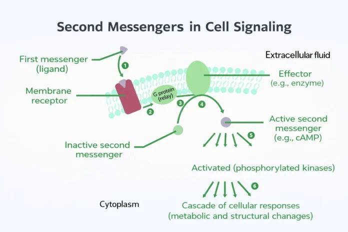 Second Messengers in Cell Signaling